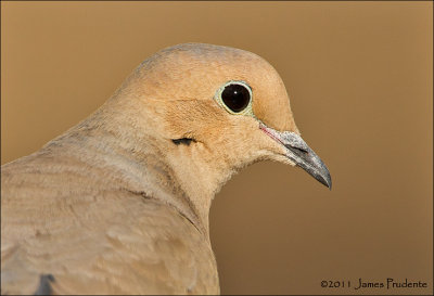 Mourning Dove