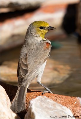 Verdin