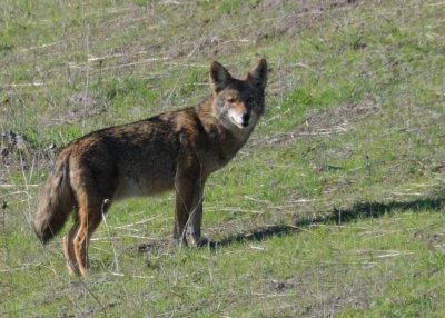 Coyote