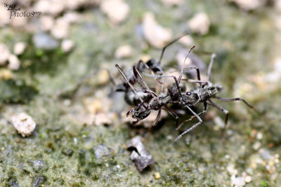 ant-fight.jpg