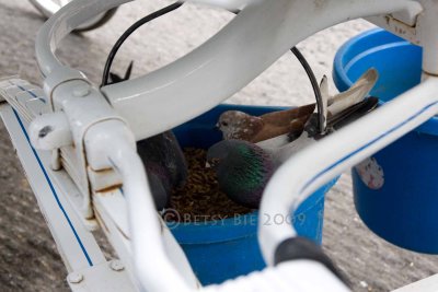 Pigeons eating horse food (damn birds), Central Park, NYC