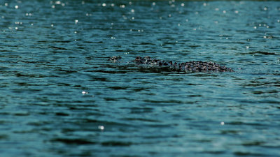 Hillsborough River