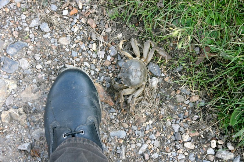 Crabs at Richmond, slowly taking over the whole Thames