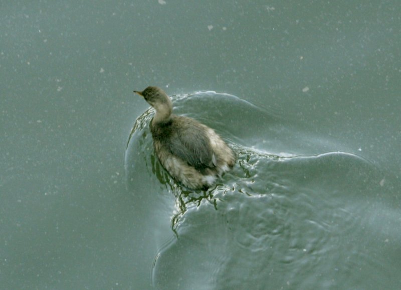 Little Grebe