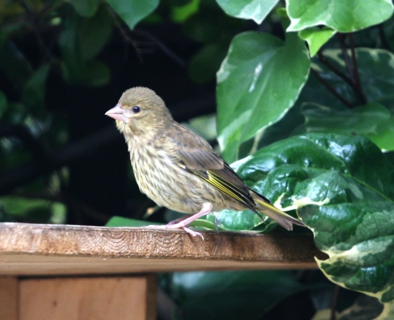 This is very much like the yellow bird