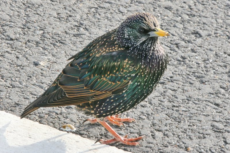 A young Starling