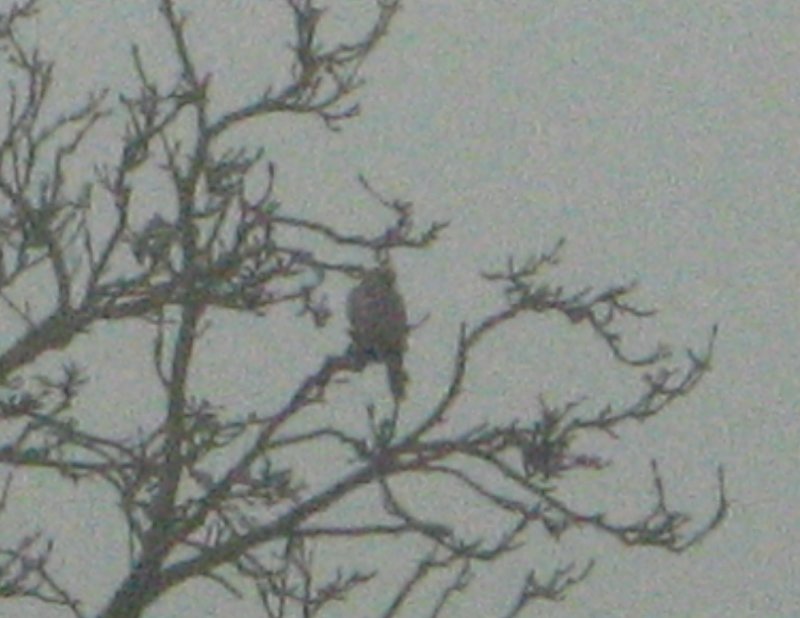 A bird of prey.