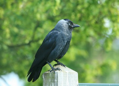 Jackdaw on a post.