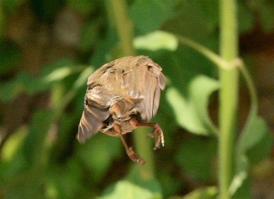 Not sure what this is, great flying style.