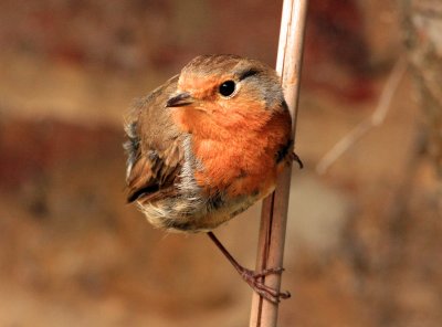 A young Robin.