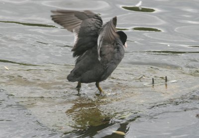 Surfing coot
