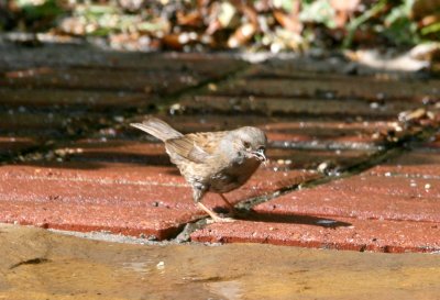 I think this might be a sparrow.
