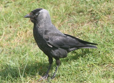 Those are brown hairs on his beak.