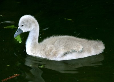 An ugly duckling.