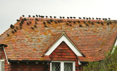 Starlings at rest