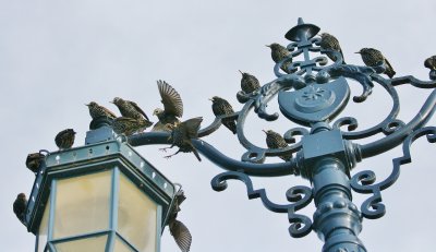 Starlings resting before they go home.