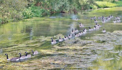 In line geese.