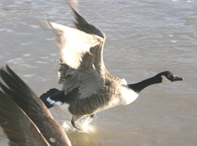 Canada goose taking off.