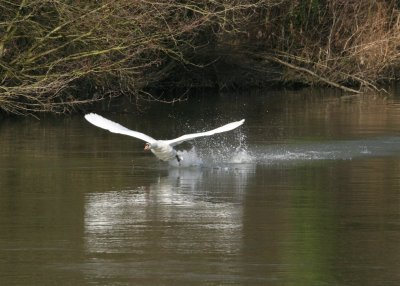 Going quite fast now, but feet still hitting the water.