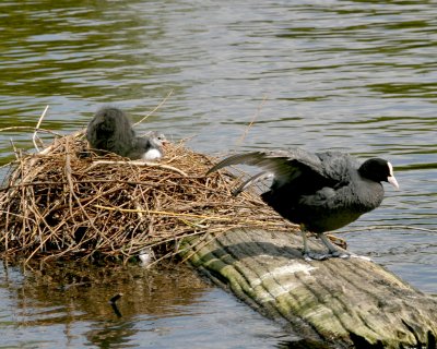 A Coots nest.