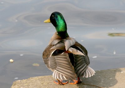 A nice shot of a Mallards wing feathers.