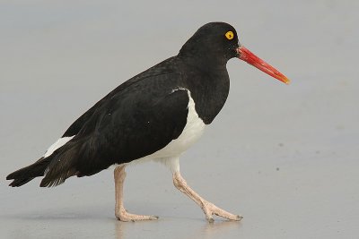 magellanic oystercatcher