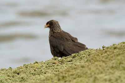 striated caracara