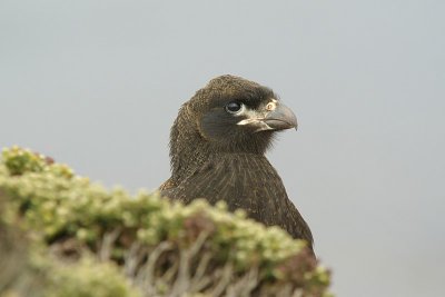 striated caracara