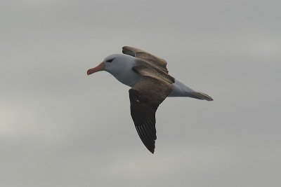 albatros czarnobrewy (diomedea melanophris)