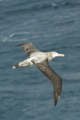albatros wdrowny (diomedea exulans)