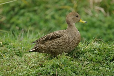 yellow-billed pintail