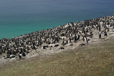 Rockhopper colony on Saunders Island