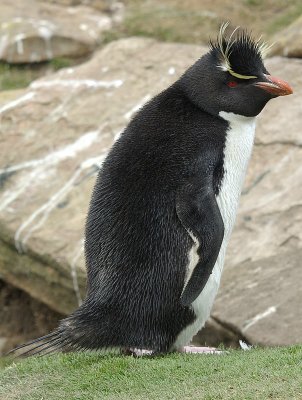 Rockhopper penguin on Saunders Island