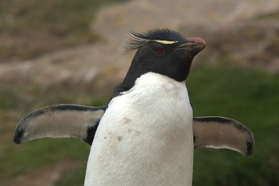 pingwin zotoczucy (eudyptes chrrysolophus)