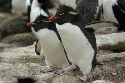 g1/50/564550/3/92692779.ZfKrnixa.jpg