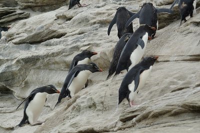 Rockhopper penguin on Saunders Island