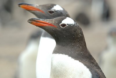 pingwin biaobrewy (pygoscelis papua)