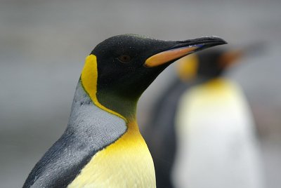 King penguin - Right Whale Bay