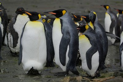 King penguin -  Right Whale Bay