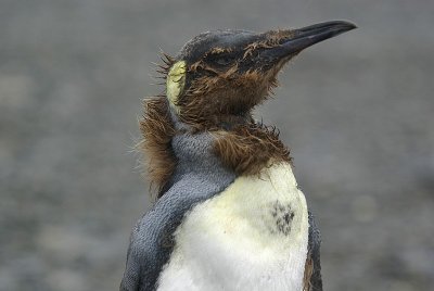 King penguin -  Right Whale Bay