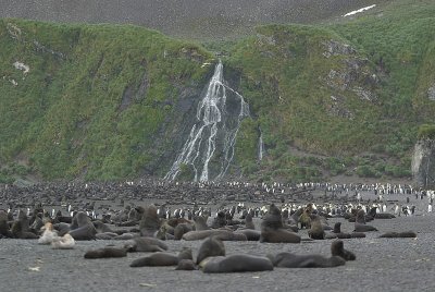 King penguin and Fur seals - Right Whale Bay