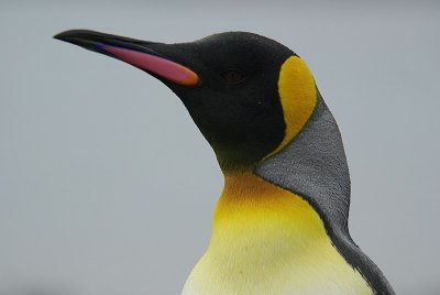 pingwin krlewski (aptenodytes patagonicus)