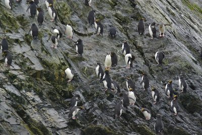 Macaron penguin - Elsehul Harbour