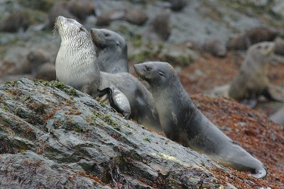 Fur seal - Elsehul Harbour