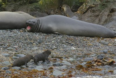 Fur and elephant seals  - Elsehul Harbour
