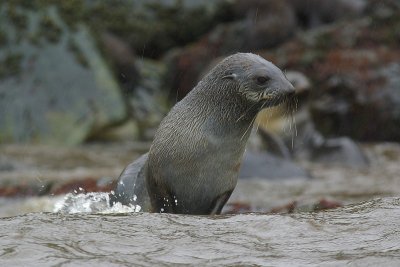 Fur seal - Elsehul Harbour