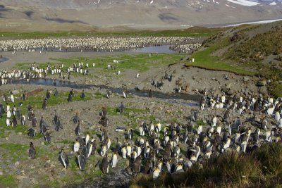 King penguin colony - Fortuna Bay