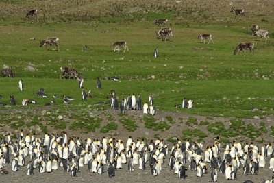 King penguin colony and Reindeer - Fortuna Bay