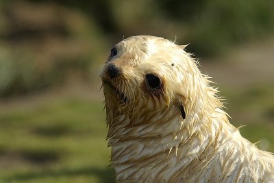 Fur seal - Fortuna Bay