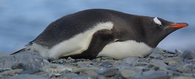 Gentoo penguin - Fortuna Bay